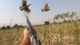 Teetar ka Shikar Shotgun ky Sath | Partridge Season 2021-2022