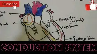 #heart#SANode#AVnode#bundleofhis#purkinjefibre#CONDUCTION SYSTEM OF THE HEART