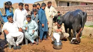 25 Kg Milk Record First Timer Jhoti Pattoki Milk Competition 2021