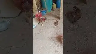 ######viral short 🐓 rooster and 🐥 Bady chiks rest time#####