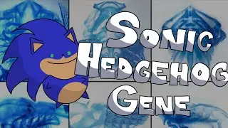 The Sonic Hedgehog Gene