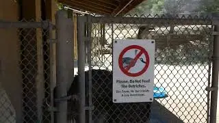 Ostrich LA Zoo Los Angeles California USA Summer Heatwave Conservation Animals August 12, 2024