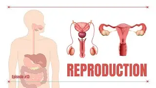Reproduction in 12 mins | explained in Burmese