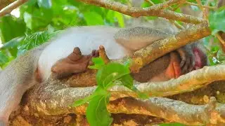 Have A Wonderful Napping Monkey Jane!