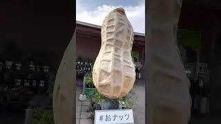 I was amazed in this giant peanut 😮🥜😍 #shorts #satisfying