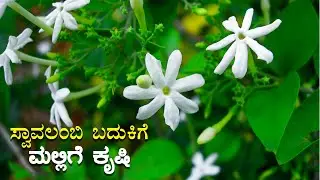 ಸ್ವಾವಲಂಬಿ ಬದುಕಿಗೆ ಮಲ್ಲಿಗೆ ಕೃಷಿ||SUDDI NEWS SULLIA