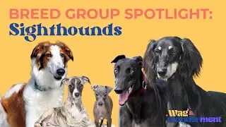 Breed Group Spotlight: Sighthounds