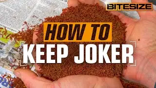 How To KEEP JOKER | Guru Bitesize #049