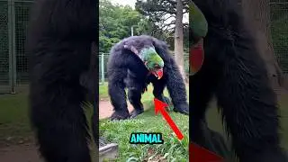 &ldquo;Top 3 Strangest Animal Combinations You Won&rsquo;t Believe Exist 🐾&rdquo;#AnimalFacts