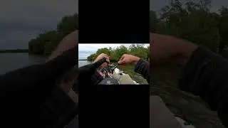 Breambo Boofs Cicada