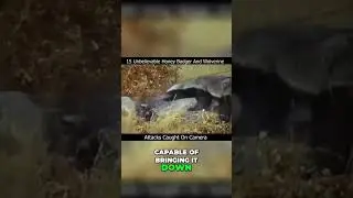 Honey Badger: Nature's Most Fearless Hunter