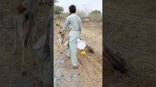 Boy Ploughing His Field with Donkey #yt #viral #donkey #plough