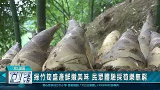 綠竹筍盛產鮮嫩美味 民眾體驗採筍樂無窮