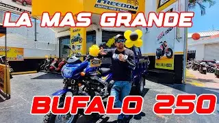 Bufalo 250, LA MAS GRANDE de Freedom