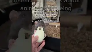 CREATING A SMALL PET SUPPLY BUSINESS THAT CARES ABOUT THE ANIMALS