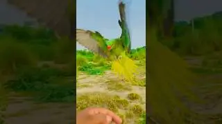 Alexander raw parrots free flying trainer and return back to my head#birds