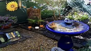 Live - Wednesday 🐦N Georgia Bird Feeder & Garden Wildlife Window to Nature | 51 Species Identified