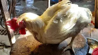 Live Big Chicken Cutting in Chicken Shop