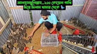 আলহামদুলিল্লাহ,,২০০ কোয়েল পাখি দিয়ে দিলাম খামার থেকে 🐦