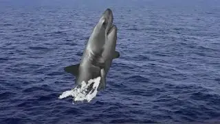 green screen great white shark leaping out of water----animated