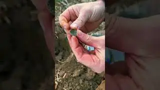 Insane 369 year old hammered coin found here in Maryland!! #metaldetecting #shorts #coins
