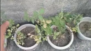 ALL ABOUT PRUNING|| HARD PRUNING AND SOFT PRUNING ☘️🌿.