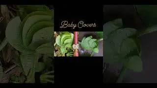 잎이 완전히 펴지기 전의 두 개의 어린 다섯잎클로버.   Two five-leaf clovers,  just after birth.