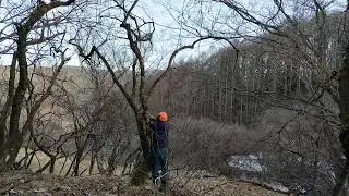 伐採