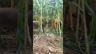 YABAN DOMUZLARI MISIR TARLASINDA/ WILD BOAR IN THE CORN FIELD #domuz #wildboar #mısır #sweetcorn