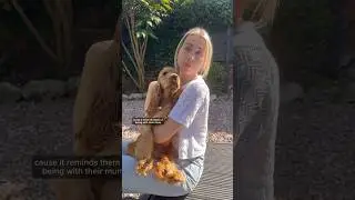 The dog &lsquo;expert&rsquo;