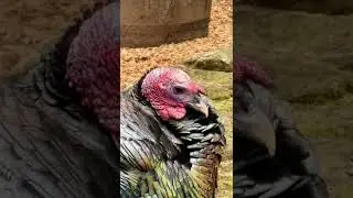 Male Turkey Flexing Its Snood