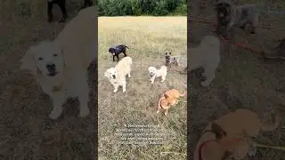 How Dog Walking Groups Are Matched
