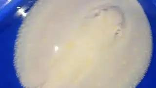 Albino Black diamond sting ray