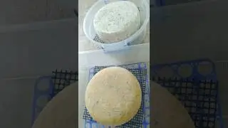Netoyage d'un fromage plein de moisissures #cheese #fromage #cheddar #camembert #artisan