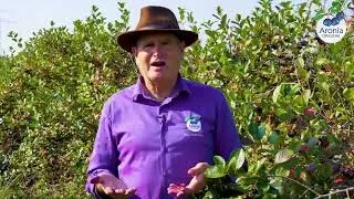 Reifezeichen der Aroniabeere  - so erkennt man reife Aroniabeeren