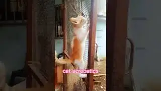 Cat acrobatics #shorts #cat #kitten #acrobatics