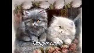 Super cats!