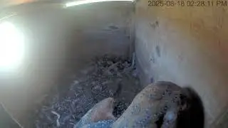 08/18/25 Owl Box Clipstream