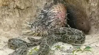 Porcupine vs Python Unusual Fighting _ Full HD MP4