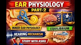 Sound perception | Inner ear physiology | Equilibrium | IHC , OHC | NET | RPSC AP |