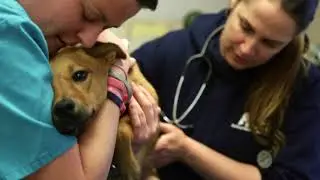 Animal Welfare Association Adoption Social Media Video