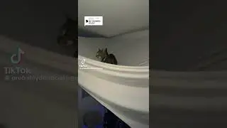 GOODBYE FELICIA #cat #catmemes #meme #funny #preppyofc #mm2 #fypシ #fyppppp #fy #Gurl_kya