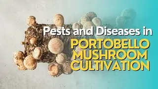 Dealing with Common Pests and Diseases in Portobello Mushroom Cultivation