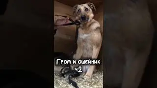 Небольшая радость🙏🏻У Грома успехи😍 #собакаизприюта #приют #собака #shorts