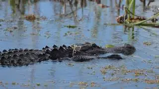 Alligator swimming at Lake Apopka Wildlife Drive