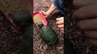 Marge only has Eyes for Kenan! #turtle #largemarge #pets