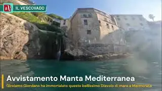 🎥 Avvistamento RARO di una MANTA nel mare di Marmorata (Costiera Amalfitana) 🌊