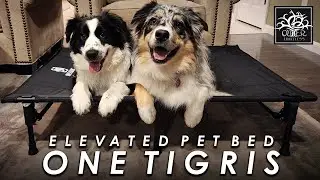 One Tigris K9 Elevated Dog Bed: The Dogs LOVE IT!!