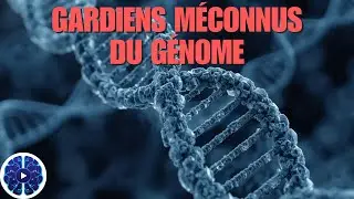 Structure et dynamique du nucl&eacute;osome