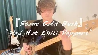 『Stone Cold Bush』 Red Hot Chili Peppers bass cover 